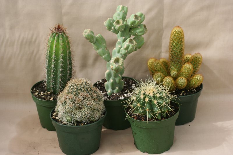 4" Cactus
